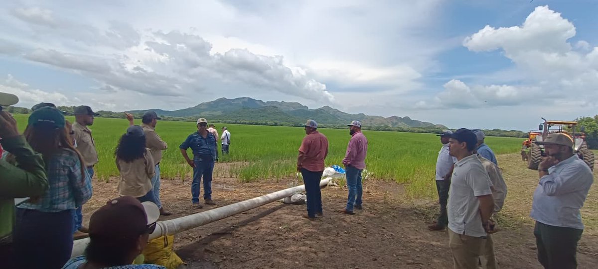 Masparatodos_'s tweet photo. Arroceros en Panamá prueban nuevas semillas, ajustan fechas de siembra y refuerzan el uso de riego para enfrentar los efectos de El Niño. Cerca de 1,000 hectáreas ya evalúan variedades certificadas en Colombia.

Lee más: https://t.co/khdiHhNTNW https://t.co/YQeyTwVcSd