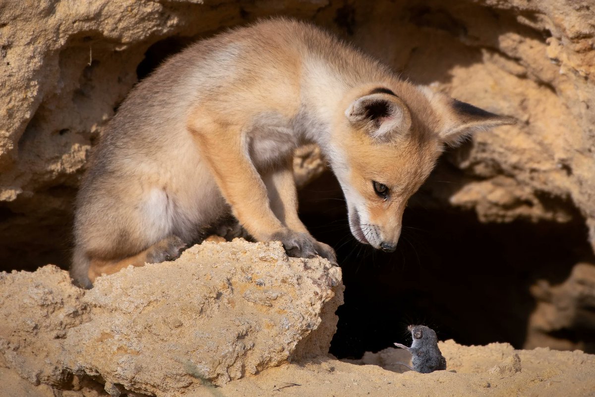 AMAZlNGNATURE's tweet photo. A red fox cub and a tiny shrew having what looks like a very serious conversation

📸 Ayala Fishaimer https://t.co/2GDSYVNGik