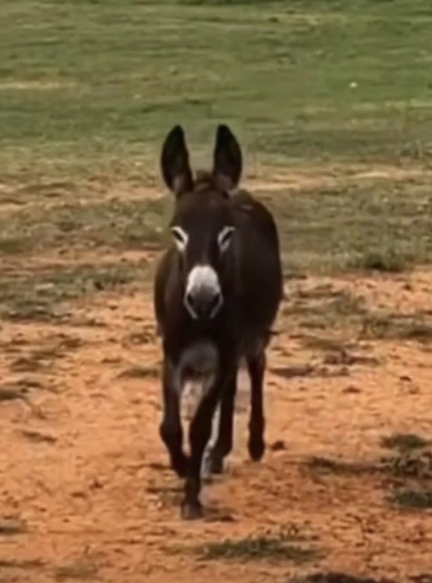 CryptoGuy918's tweet photo. #JusticeforHeeHaw. $HeeHaw. Very soon!. https://t.co/jLaoQTQQAI