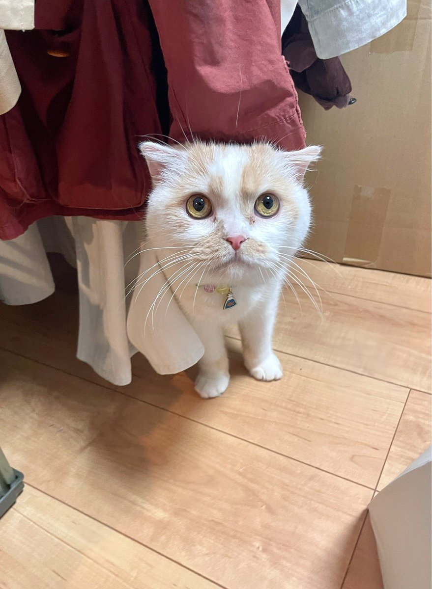 HOIPPU_0722's tweet photo. ご無沙汰でしたが、ホイちゃんは変わらず元気ホイホイです。
最近は衣替えのお手伝いを積極的にしてくれます。
毛だらけです。 https://t.co/JrF2hTTv7s