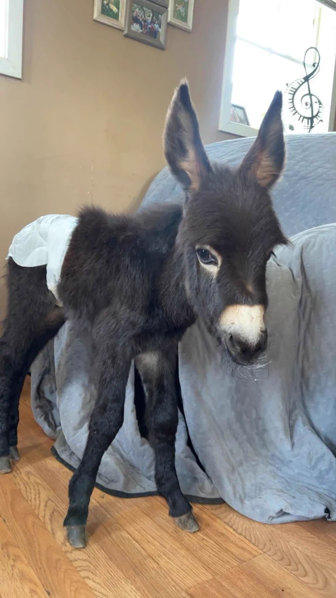 Muro on X: "The cops raided a farm last week searching for a missing person  and they shot a baby donkey named HeeHaw The owners of the donkey made a  post on