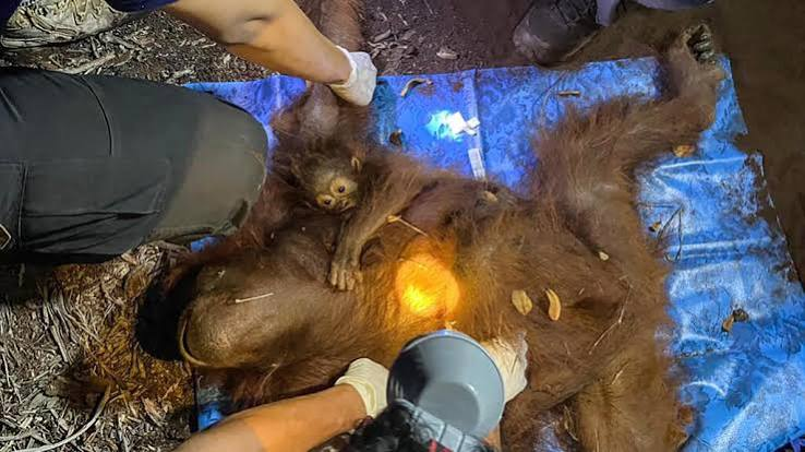 Dsanta_cruz's tweet photo. Las imágenes de los orangutanes afectados por los incendios en Borneo (Indonesia) han dado la vuelta al mundo, la emergencia climática y el avance indiscriminado de la agroindustria están destruyendo su hábitat. https://t.co/qav3ucmxF3