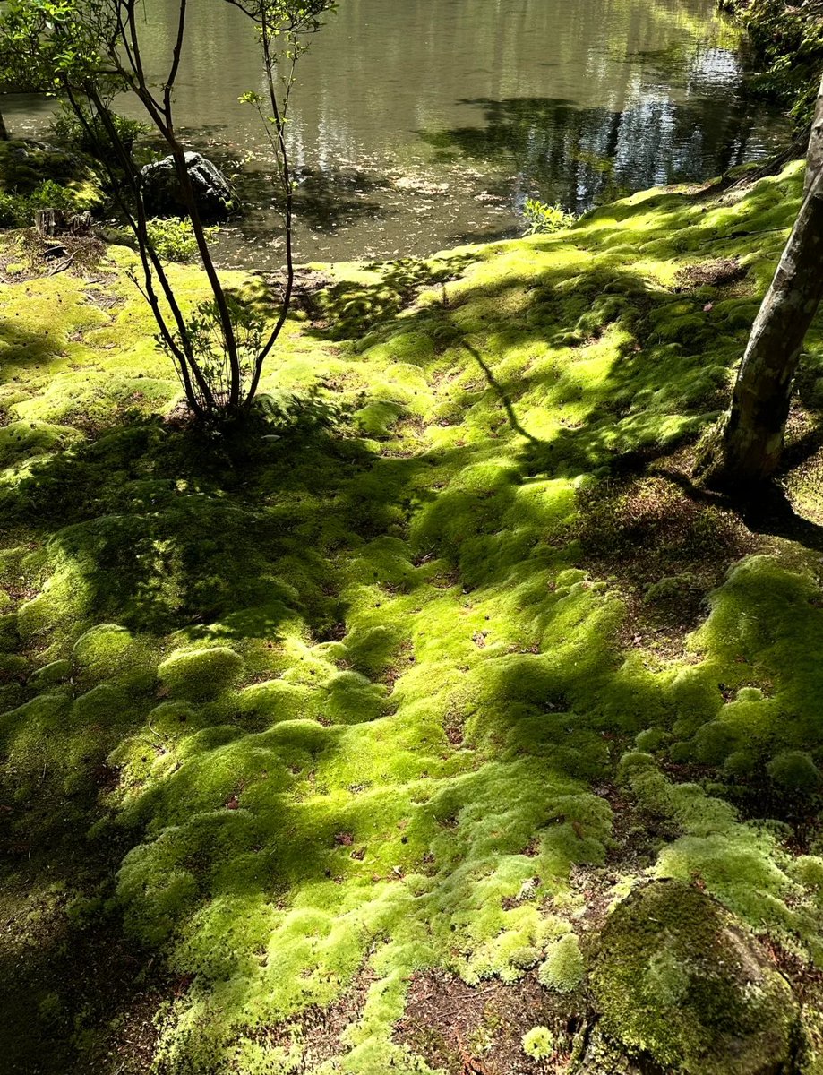 LoveSayfudin's tweet photo. Spent the morning hiking up a misty hill in Kyoto, and the view of the moss-covered temple glowing under soft light made every step worth it—this is the kind of quiet magic travel is all about https://t.co/uSMf0c8mTX