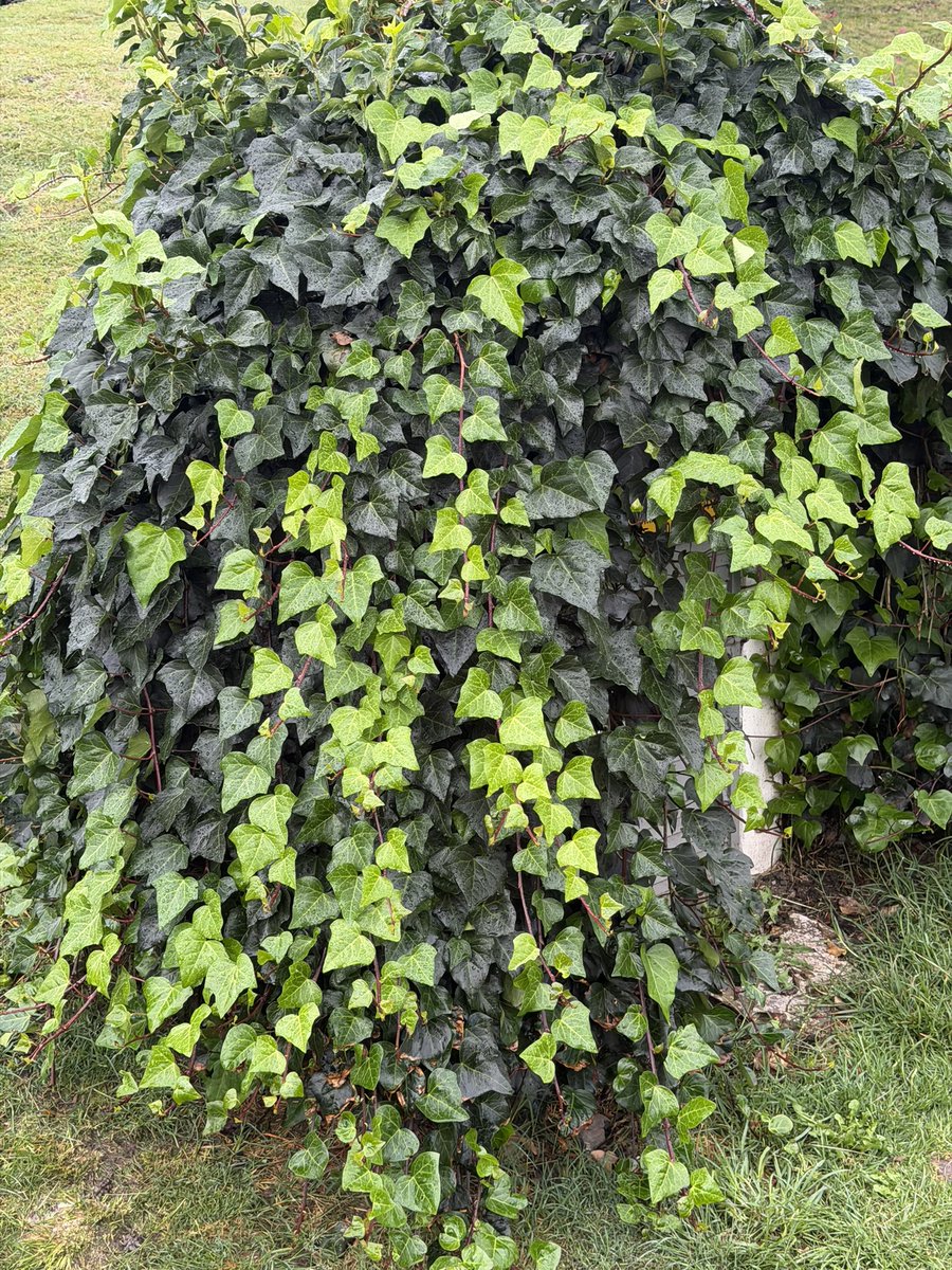 ciccio2903's tweet photo. @ParquesPuebla Hola, me pueden decir ¿a cuál especie pertenece este árbol? Lo tienen en el Ecoparque Meteopolitano de Puebla, en el llano que tienen a lado del lago del @museobarroco ; también quisiera saber el nombre de la enredadera si es posible. https://t.co/Yt28Fo3TfP