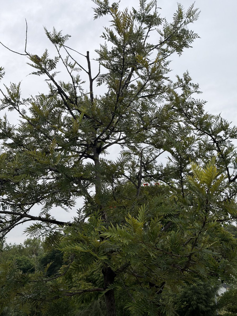 ciccio2903's tweet photo. @ParquesPuebla Hola, me pueden decir ¿a cuál especie pertenece este árbol? Lo tienen en el Ecoparque Meteopolitano de Puebla, en el llano que tienen a lado del lago del @museobarroco ; también quisiera saber el nombre de la enredadera si es posible. https://t.co/Yt28Fo3TfP
