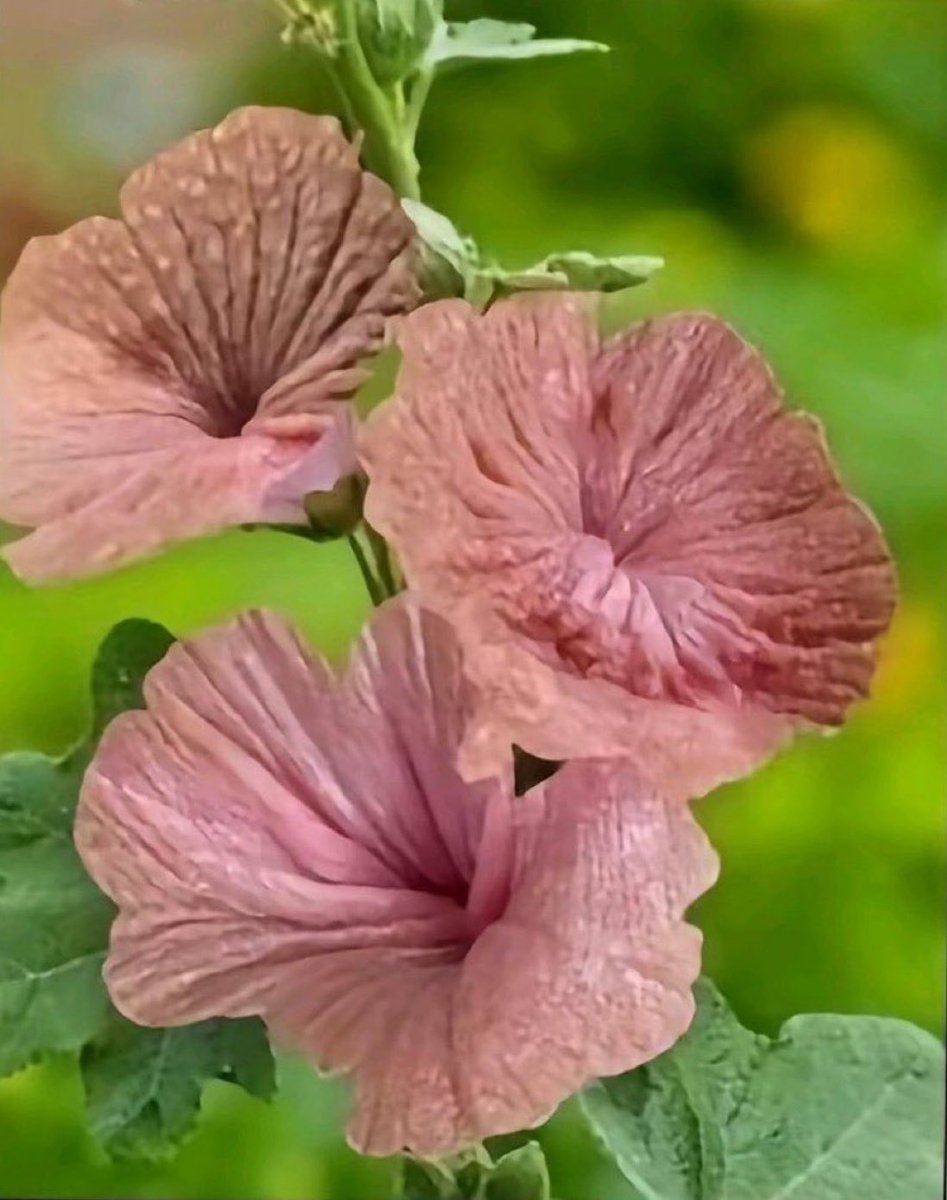 GivemeallU's tweet photo. @Carlitosncharge I brought you flowers.. and any of my holes for youre enjoyment daddy https://t.co/WcV6228NTK