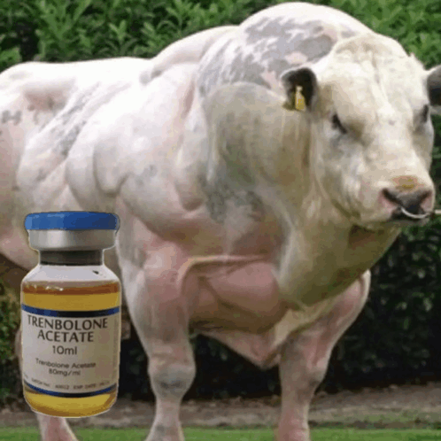 dex7gone's tweet photo. The funniest part about Tren discourse is everyone knows the horror stories but almost nobody knows the actual pharmacology.

There is basically ONE old human clinical study of injectable Trenbolone acetate.

Krüskemper, Morgner & Noell Arzneimittelforschung, 1967.
PMID: 5632439

Humans received 5–10mg Tren A IM every other day for ~14 days.

At 5mg EOD, Tren produced measurable nitrogen retention, exactly what an anabolic steroid is supposed to do.

A reconstruction of the individual nitrogen-balance data gives the 2 responders roughly ~41–44% retention ratios.

For context, several older anabolic drugs measured using similar nitrogen-balance methodology clustered around ~22–25%.

That does NOT prove Tren is “2x as anabolic.”
n=3.
Only 2 responded.
Different studies/diets cannot be perfectly compared.

But the signal is still insane considering the dose.

And the rest of the pharmacology points in the same direction:

• extremely strong AR agonism
• very high anabolic potency per mg
• increased nitrogen/protein retention
• strong skeletal-muscle anabolic signalling
• anti-catabolic potential
• increased bone/anabolic signalling
• reduced adiposity in animal models
• does not aromatize into estradiol

A later preclinical paper found Tren increased androgen-sensitive muscle mass ~35–40% while partially preventing bone loss and visceral-fat accumulation.

Tren has serious cardiovascular, endocrine and neuropsychiatric liabilities. None of this makes it safe.

But “Tren is cattle poison with no positive pharmacology” is equally stupid.

The interesting scientific position is that Tren appears to be an extraordinarily potent anabolic molecule with an extraordinarily bad risk profile.

Both can be true.