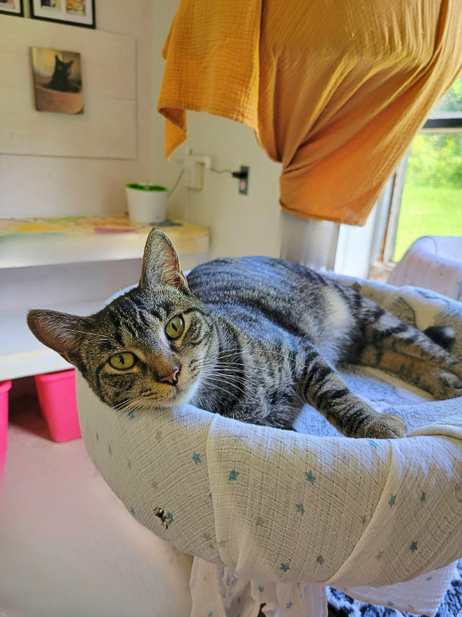 RappCatsAdopt's tweet photo. "Dear Furever Family, where are you? 🥺🐾

I’m Lacey and I’m ready to find my family!

I’m a sweet, playful girl who loves cat friends, chin scritches, and showing off epic jumps! 🧸✈️ I can be a little shy at first, but warm up fast.

Could my dream home be with you? 🏠💖" https://t.co/UFj0Jn5oJh