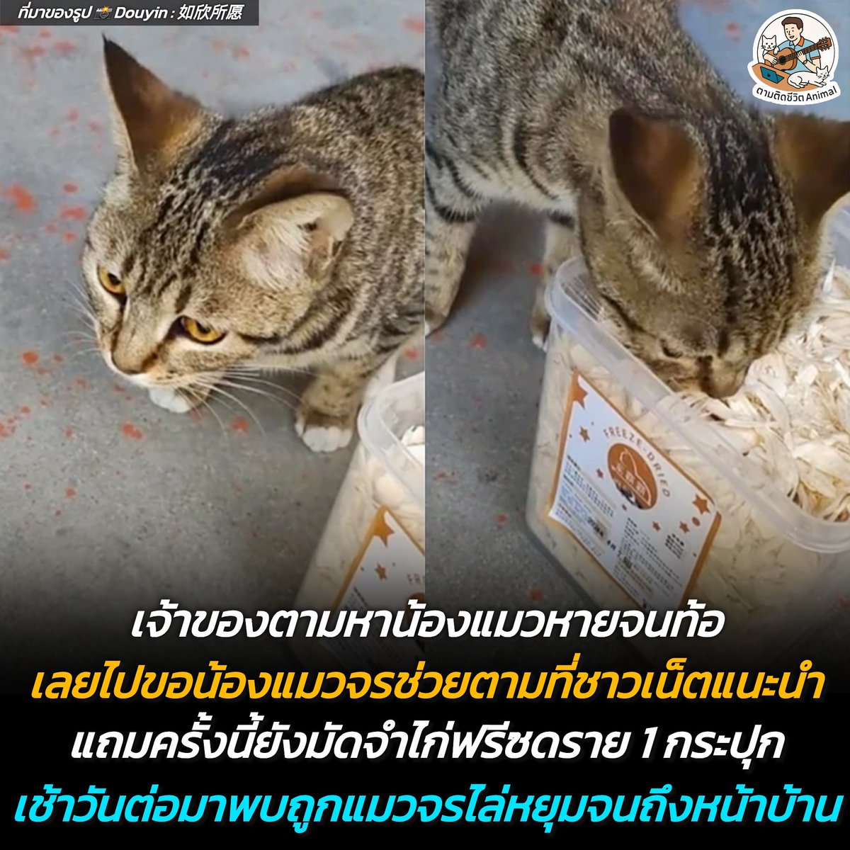 AnimalFW_TH's tweet photo. อยู่ๆ แมวส้มก็หายออกไปจากบ้าน เจ้าของตามหาจนท้อ เลยใช้วิธีขอให้แมวจรช่วยหาตามที่ชาวเน็ตแนะนำ แต่ครั้งนี้เธอได้มัดจำไก่ฟรีซดรายไป 1 กระปุก พร้อมบอกว่าถ้าเจอแล้วพากลับมาจะให้อีก 1 กระปุก เช้าวันต่อมาเธอได้ยินเสียงแมววิ่งไล่กันที่หน้าบ้าน และนั่นก็คือแมวของเธอเอง ที่กำลังถูกน้องแมวลายสลิดตัวนั้นไล่หยุมหัวมา 😆
อาณาจักรสัตว์โลก มีม&สาระ By ตามติดชีวิตAnimal
ตำนานแมวสลิดรับจ้างตามหาแมวหายมีอยู่จริง เรื่องราวสุดน่ารักสึดฮาจากต่างประเทศ เมื่อน้องส้มตัวน้อยเกิดหนีเที่ยวจนหายตัวไป เจ้าของที่หมดหนทางและร้องไห้หนักมาก เลยตัดสินใจพึ่งพา "แมวจรขาใหญ่" ซึ่งก็คือน้องสลิดจรจัดแถวบ้านนั่นเอง 😖

งานนี้ไม่ได้มามือเปล่า เจ้าของหอบฟรีซดรายถังเบ้อเริ่มมาจ่ายเป็นค่าจ้างล่วงหน้า พร้อมกับให้นักสืบสลิดดมปลอกคอเพื่อจำกลิ่นเป็นเบาะแส น้องสลิดก็ตอบรับงานอย่างเป็นทางการ และแล้วสิ่งที่ไม่คาดคิดก็เกิดขึ้นในรุ่งเช้าของอีกวัน 😆

เวลาประมาณช่วงตีห้าถึงหกโมง เจ้าของได้ยินเสียงแมวขู่ฟ่อและทะเลาะกันอยู่ข้างล่าง พอรีบวิ่งลงไปดู ภาพที่เห็นคือแมวสลิดกำลังสั่งสอนน้องส้มของเธออยู่ พอน้องส้มเห็นเจ้าของก็รีบวิ่งหนีกลับเข้าไปหาเธอทันที 🤣

หลังจากเหตุการณ์นั้น เจ้าของบอกว่าดีใจจนร้องไห้ไปสองวันเต็มๆ เหมือนฝันไปเลยที่ได้น้องกลับมา แต่ที่ฮาที่สุดคือ ทุกวันนี้น้องส้มไม่กล้าแม้แต่จะสบตากับพี่แมวสลิดตัวนั้นอีกเลย เวลาบังเอิญเจอกันข้างนอก น้องจะตัวสั่นงกๆ ทันที สงสัยจะโดนสั่งสอนไปชุดใหญ่จนเข็ดไปตลอดชีวิต 😌

งานนี้ชาวเน็ตถึงกับแซวว่านี่แหละสังคมแก๊งแมวจร ทำงานไวกว่าตำรวจซะอีก เป็นเรื่องราวที่พิสูจน์ได้ว่าความเชื่อที่ให้แมวจรช่วยตามหาแมวหายนั้นอาจจะใช้ได้ผลจริงๆ ใครเคยมีประสบการณ์พึ่งพาน้องแมวจรแบบนี้ เอามาแชร์ให้แอดเพาและเพื่อนๆ ดูหน่อยฮะ 😬

เรียบเรียง 🖋️ แอดเพา
ที่มาของรูป 📸 Douyin : 如欣所愿
#แมว #หมา #ทาสแมว #อาณาจักรสัตว์โลก #ตามติดชีวิตAnimal