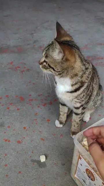 AnimalFW_TH's tweet photo. อ่ะ กลิ่นหมอนั่นอยู่แถวๆ นี่แหละ https://t.co/fTGddvhwgo