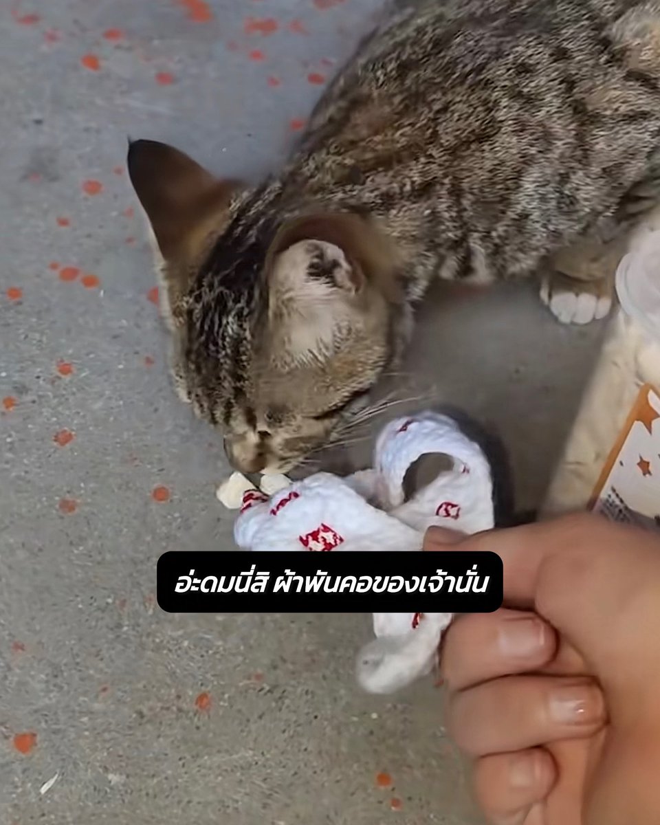 AnimalFW_TH's tweet photo. อ่ะ กลิ่นหมอนั่นอยู่แถวๆ นี่แหละ https://t.co/fTGddvhwgo