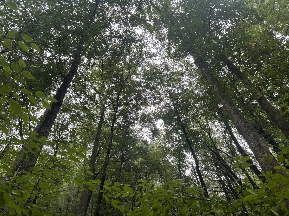 SemperHokie's tweet photo. amp, drizzly and foggy—perfect hiking conditions!

Good to get on the trail at Rendezvous Mountain this morning. https://t.co/sFNJkXEVJO
