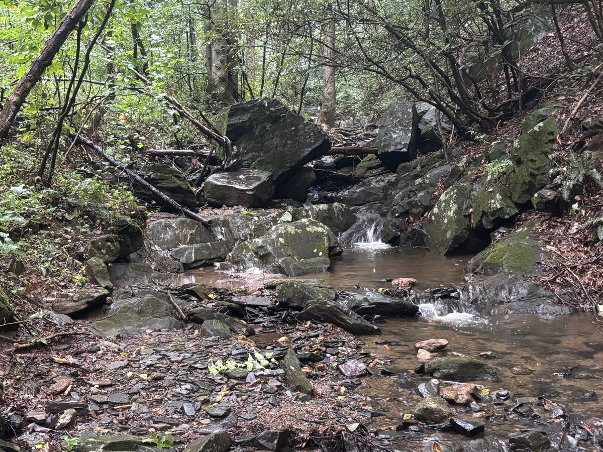 SemperHokie's tweet photo. amp, drizzly and foggy—perfect hiking conditions!

Good to get on the trail at Rendezvous Mountain this morning. https://t.co/sFNJkXEVJO
