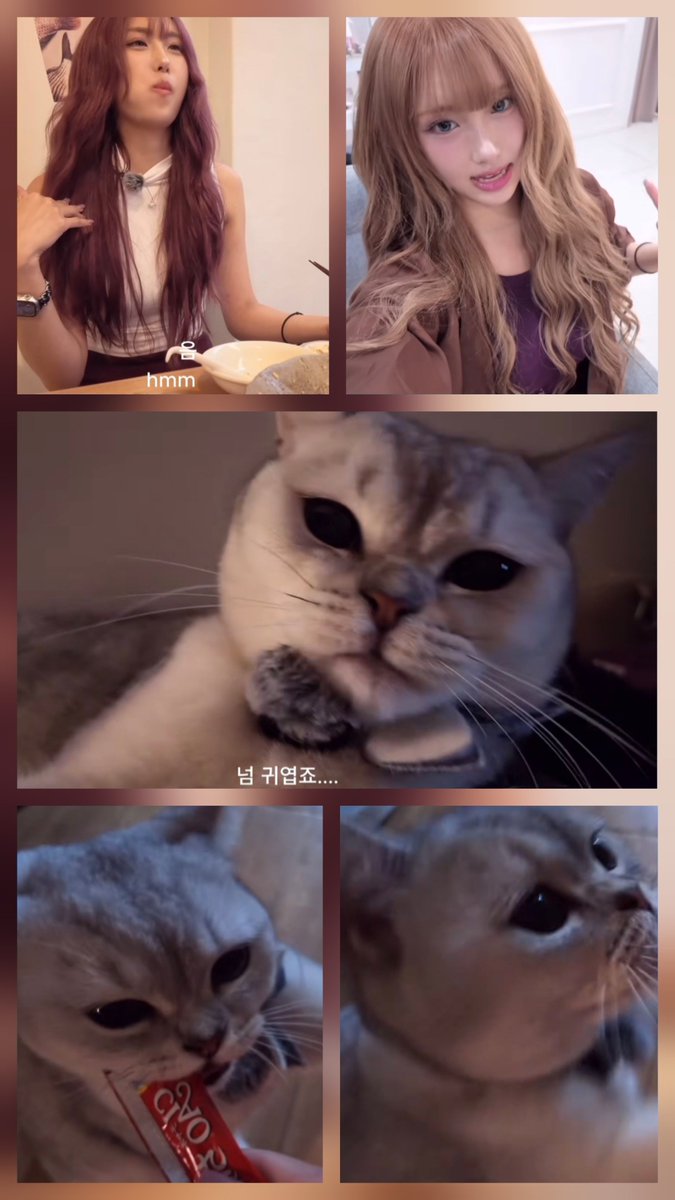 YoorimSoftie's tweet photo. This week Aishabella vlog is a must watch!! Cause my adorable nephew Bunny made his debut 🥹😼

Bunny ASMR! Also catch his mommy having nomnom, dying her hair, going for Pilates and doing her skincare and makeup~!

Link: https://t.co/P8ru9yYxx4

#AISHA #아샤 #EVERGLOW #에버글로우 https://t.co/eDb5fon508