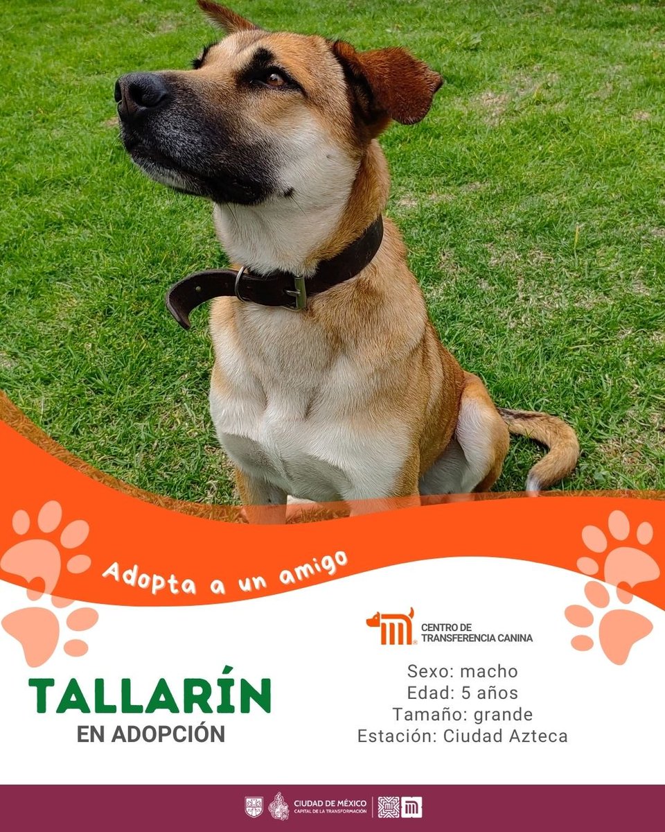 ctcdelmetro's tweet photo. ¡Oye, ya conoces a Tallarín? 🐾

Un lomito de tamaño grande del #CTCMetro; tiene apenas 5 años, es amoroso y travieso. ¿Quieres adoptarlo y hacerlo muy feliz? consulta: https://t.co/dZxEmnXpyy #AUnMetroDeSuHogar #AdoptaMetro 🐶🏡 https://t.co/JlsvtcENfF