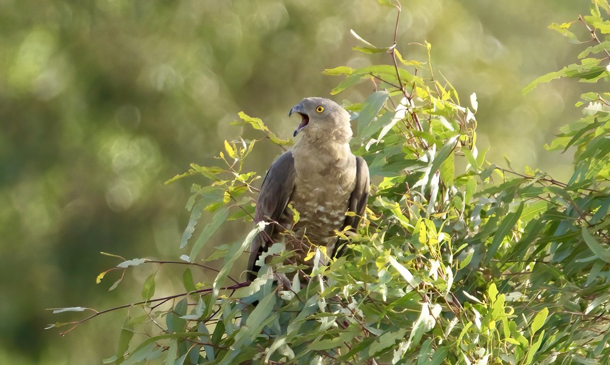 RLPageJones's tweet photo. Very close encounter with a #HoneyBuzzard on #LaJanda today.  Calling loudly from the track and then from roadside bushes. https://t.co/mm4YLfOF9j