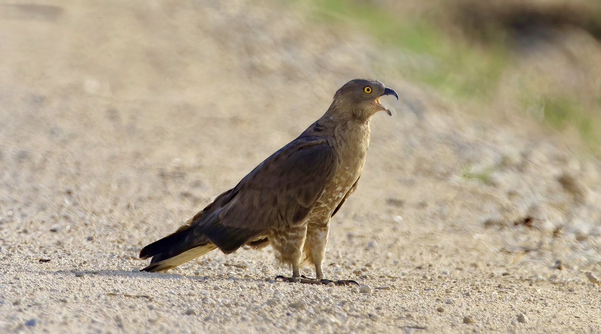RLPageJones's tweet photo. Very close encounter with a #HoneyBuzzard on #LaJanda today.  Calling loudly from the track and then from roadside bushes. https://t.co/mm4YLfOF9j
