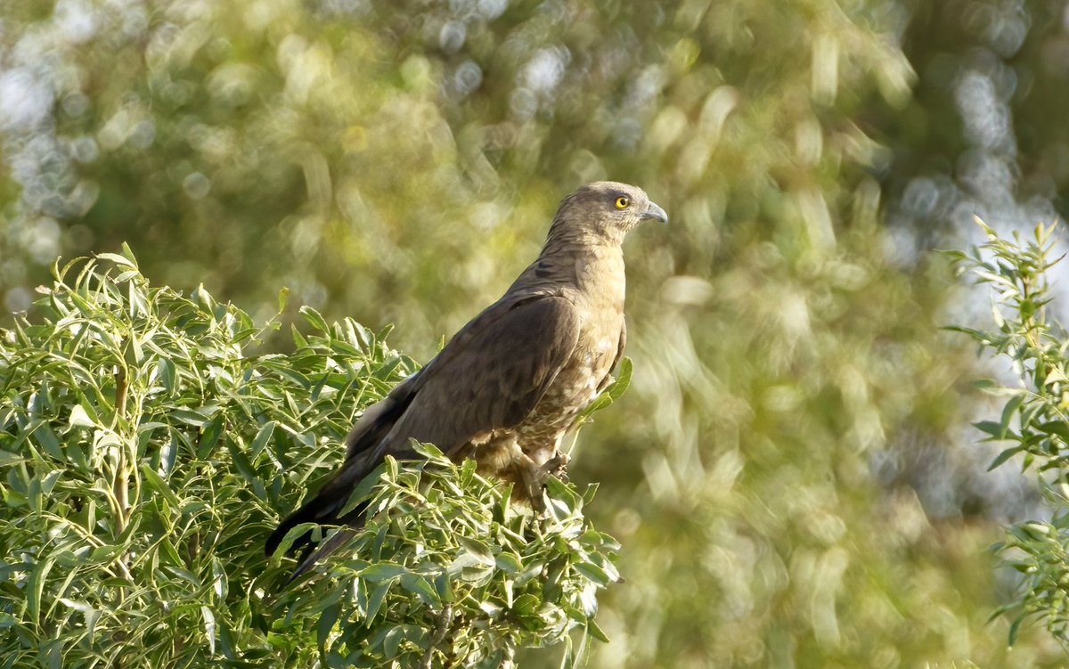 RLPageJones's tweet photo. Very close encounter with a #HoneyBuzzard on #LaJanda today.  Calling loudly from the track and then from roadside bushes. https://t.co/mm4YLfOF9j