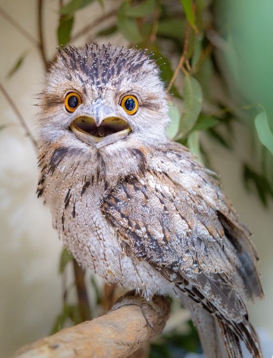 wildlifewiro's tweet photo. The Tawny Frogmouth is a fascinating, wide-mouthed Australian bird that pretends to be a dead tree branch instead of building a proper nest
The tawny frogmouth is often mistaken for an owl due to its nocturnal habits, big head and forward facing yellow eyes. https://t.co/r9J4DKE8L9