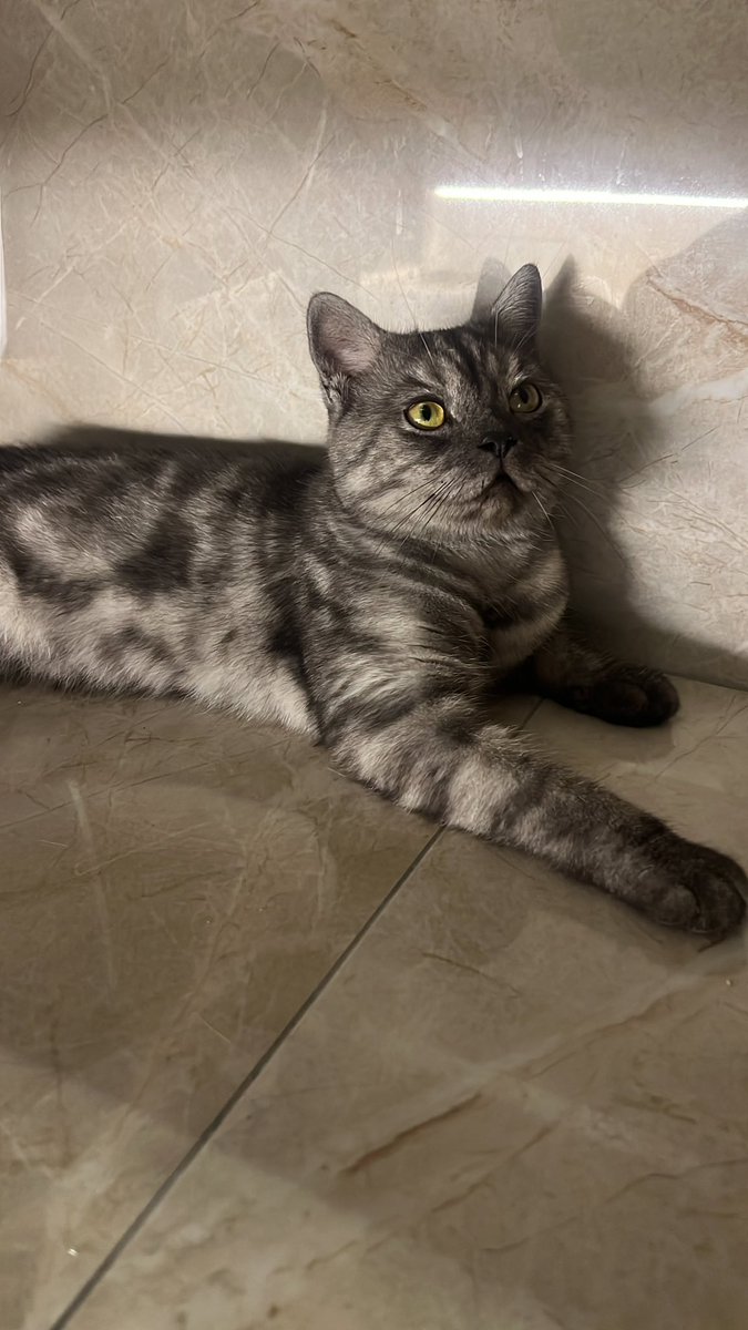 hangimelis's tweet photo. Belki vereceğiniz etkileşim onun sokağa düşmemesi için tek şansı olur. İstanbulda yaklaşık 9-10 aylık erkek British Shorthair Smokey bir kedi için yuva arıyorum ve gerçekten çok üzgünüm. Yarına kadar yuva bulamazsam sahibi onu sokağa bırakacak. Dışarıda yaşayamaz https://t.co/yEQCOQfzMx