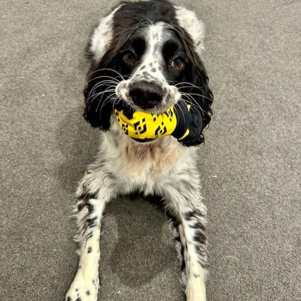 khangphieu's tweet photo. @binance $BNBDOG

0x9ac5377718a52d840105df28cf0b49312d9b7777 https://t.co/s6TQxwfCAq