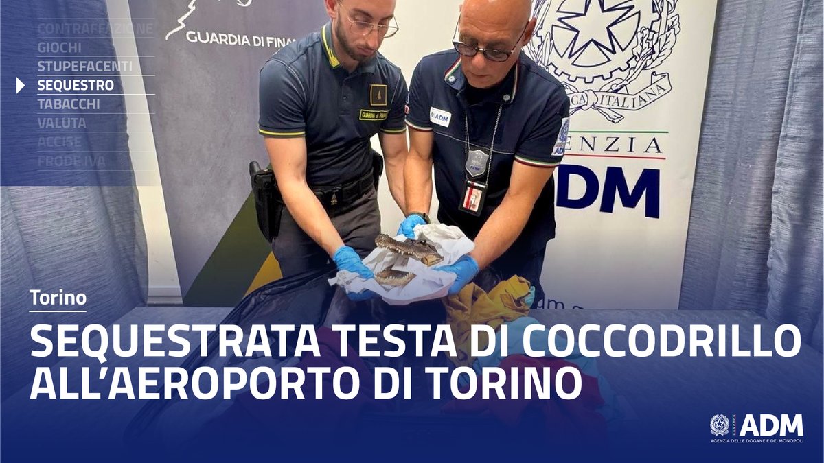 AdmGov's tweet photo. Sequestrata da #ADMgov e @GDF una testa di coccodrillo appartenente a una specie protetta all’aeroporto di Torino Caselle.
https://t.co/rr9SP2MNFI https://t.co/tGWJ3fqZzL