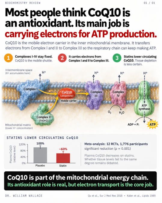 WilliamWallace's tweet photo. Most people who take CoQ10 think of it as an antioxidant. It is one. But that is not the most important thing it does.

CoQ10 is the only mobile electron carrier in the inner mitochondrial membrane. The electron transport chain has four protein complexes fixed in the membrane. Complex I accepts electrons from NADH. Complex II accepts them from FADH2. But neither can pass those electrons directly to Complex III. They hand them to CoQ10, which physically shuttles across the lipid bilayer to deliver them. Complex III passes them to Complex IV, which reduces oxygen to water and drives the proton gradient that ATP synthase uses to produce ATP.

Without CoQ10, the chain breaks between Complex I/II and Complex III. Electrons have nowhere to go. The proton gradient collapses. ATP production stalls. This is not an antioxidant function. This is the core mechanism of aerobic energy production.

CoQ10 is predominantly synthesized endogenously through the mevalonate pathway, the same pathway that produces cholesterol. HMG-CoA reductase is the rate-limiting enzyme. Statins inhibit HMG-CoA reductase. That is how they lower cholesterol. It is also how they lower CoQ10.

An updated meta-analysis by Qu et al. (2018) pooled 12 RCTs with 1,776 participants and found statins significantly reduced circulating CoQ10. The reduction was independent of statin type, intensity, or treatment duration. Both lipophilic and hydrophilic statins produced the same effect. This is consistent with what the biochemistry predicts: the pathway is shared.

On top of statin-induced depletion, CoQ10 in human heart tissue declines naturally with age. Kalén et al. (1989) measured CoQ10 concentrations in myocardial tissue and found levels peak around age 20, decline by more than 30% by age 40, and drop approximately 50% by age 80. The organ with the highest energy demand loses half its electron carrier over a lifetime.

A 2025 meta-analysis by Kovacic et al. (Journal of Nutritional Science, 7 RCTs, 389 patients) found CoQ10 supplementation significantly reduced statin-associated muscle symptoms measured by pain intensity. This is the most current pooled data on clinical outcomes.

One important nuance: while plasma CoQ10 depletion from statins is well established, whether intramuscular CoQ10 drops proportionally is inconsistent. Some studies found no change or even increases in muscle tissue CoQ10 during statin treatment. The plasma reduction may partly reflect reduced LDL particles, which are the primary carriers of CoQ10 in blood. The clinical significance of depletion beyond muscle symptoms remains debated.

Roughly 200 million people worldwide take statins. The mevalonate pathway that produces their target also produces the electron carrier their mitochondria depend on. The mechanism is not controversial. The clinical implications are still being defined.

Kalén et al., Lipids, 1989.
Qu et al., Eur J Med Res, 2018.
Kovacic et al., J Nutr Sci, 2025.