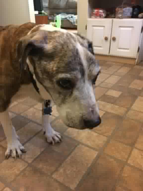 forbetterfordog's tweet photo. Old dogs are beautiful.. 
Today is her 18th birthday everyone. ❤🎉🎂 https://t.co/xJfVOAYiXh