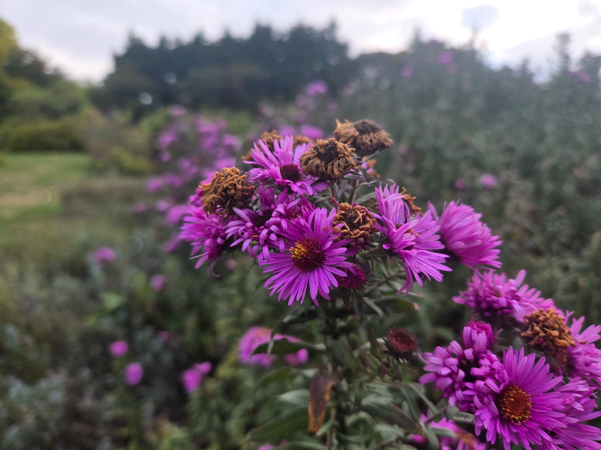 Nerudaearth's tweet photo. morning scents https://t.co/jFvDRd81t8