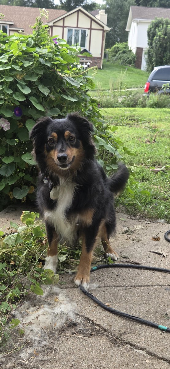 SiyakaTurtle's tweet photo. @Browntigerdog This dog... and this dog https://t.co/uGGbmsOMTG