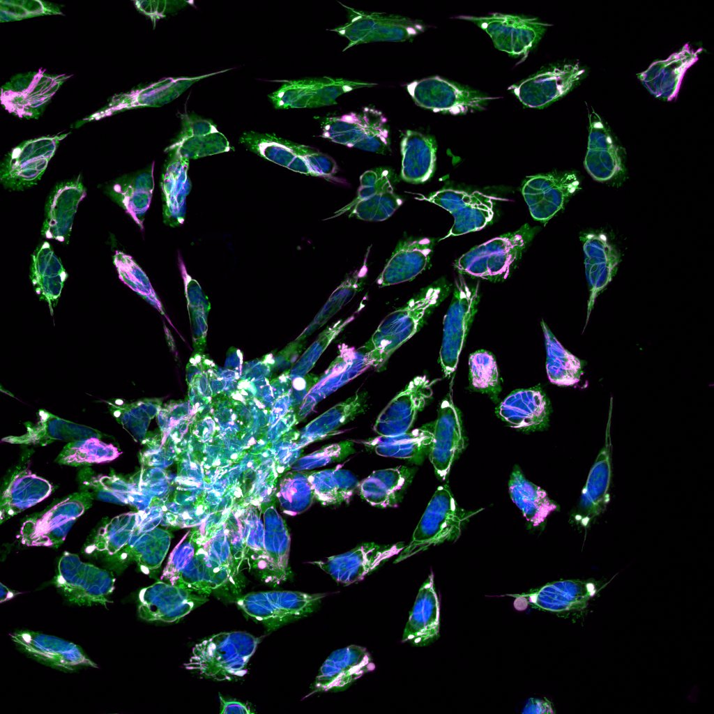 MBLScience tweet picture