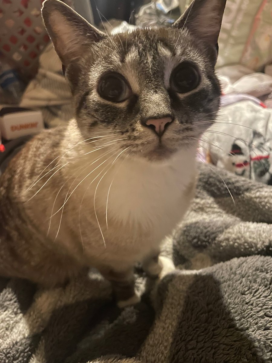 yourcatposted's tweet photo. Say hi to Teddi🐾
Which photo 1-4 is your favourite?🥰
📸 @Code_F3ral https://t.co/4caQ61ZP5l