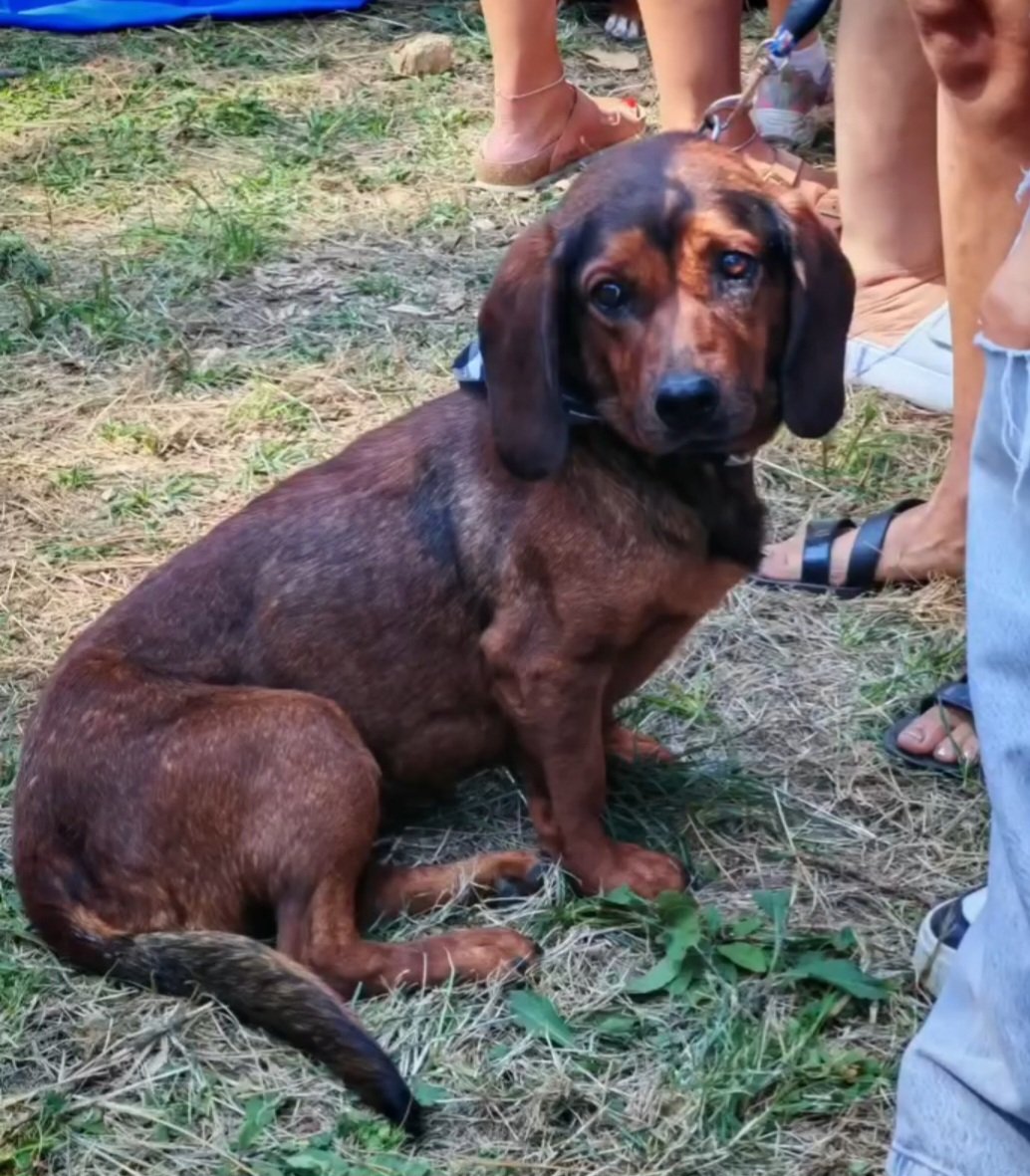Jolene284's tweet photo. ❤️DELITE ❤️
Mala jaza Koko traži svoj zauvek dom. Ima 2 godine i nalazi se na ulici gde svima smeta, gde je gađaju kamenjem i pokušavaju namerno da pregaze kolima, verovali ili ne. Velika je maza i prava mala pametnica. Slaže se sa ljudima, decom i kucama. https://t.co/LThxnZ0YRH