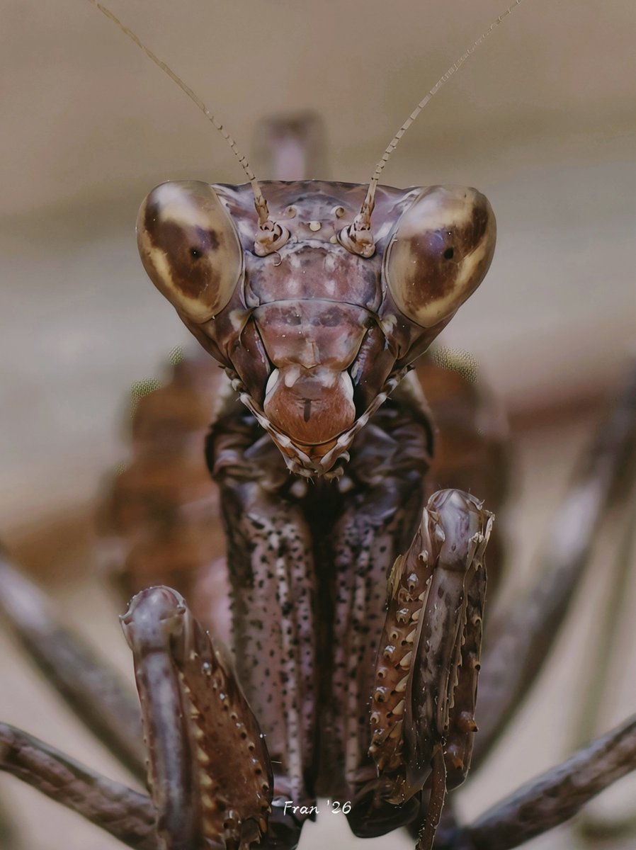findaskinxu's tweet photo. Mantis enana https://t.co/vFIoAUvROW