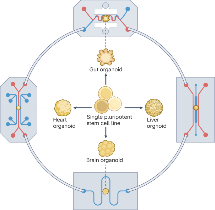 natrevbioeng's tweet photo. Building physiologically relevant multi-organ-on-chip systems https://t.co/MmCNu3Sswd https://t.co/KnrLlh2UTP