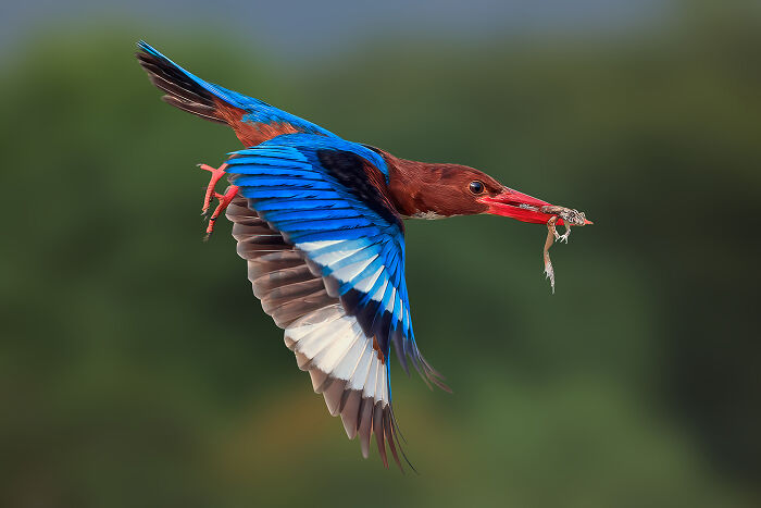 ZorzStudios's tweet photo. The #2026AcademyPhotoAwards highlighted these 36 incredible bird photos: https://t.co/60apKjolnO 

#CommunityPanda #NaturePhotography #BirdPhotos #PhotographyContest #2026NaturePhotoAwards #BirdsCategory #competition https://t.co/gxH9BnPaOb