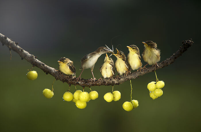 ZorzStudios's tweet photo. The #2026AcademyPhotoAwards highlighted these 36 incredible bird photos: https://t.co/60apKjolnO 

#CommunityPanda #NaturePhotography #BirdPhotos #PhotographyContest #2026NaturePhotoAwards #BirdsCategory #competition https://t.co/gxH9BnPaOb