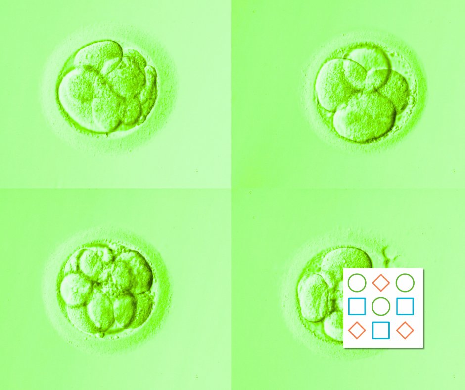 PET_BioNews's tweet photo. Published results from 2000+ people showed that although people said they did not want embryo trait information, it affected their selection when presented with it.
Flora Joseph writes in BioNews: https://t.co/2uoTimgNUt
#EmbryoSelection #Embryo #PGT #PolygenicRisk #genetics https://t.co/s7tT8VErwR
