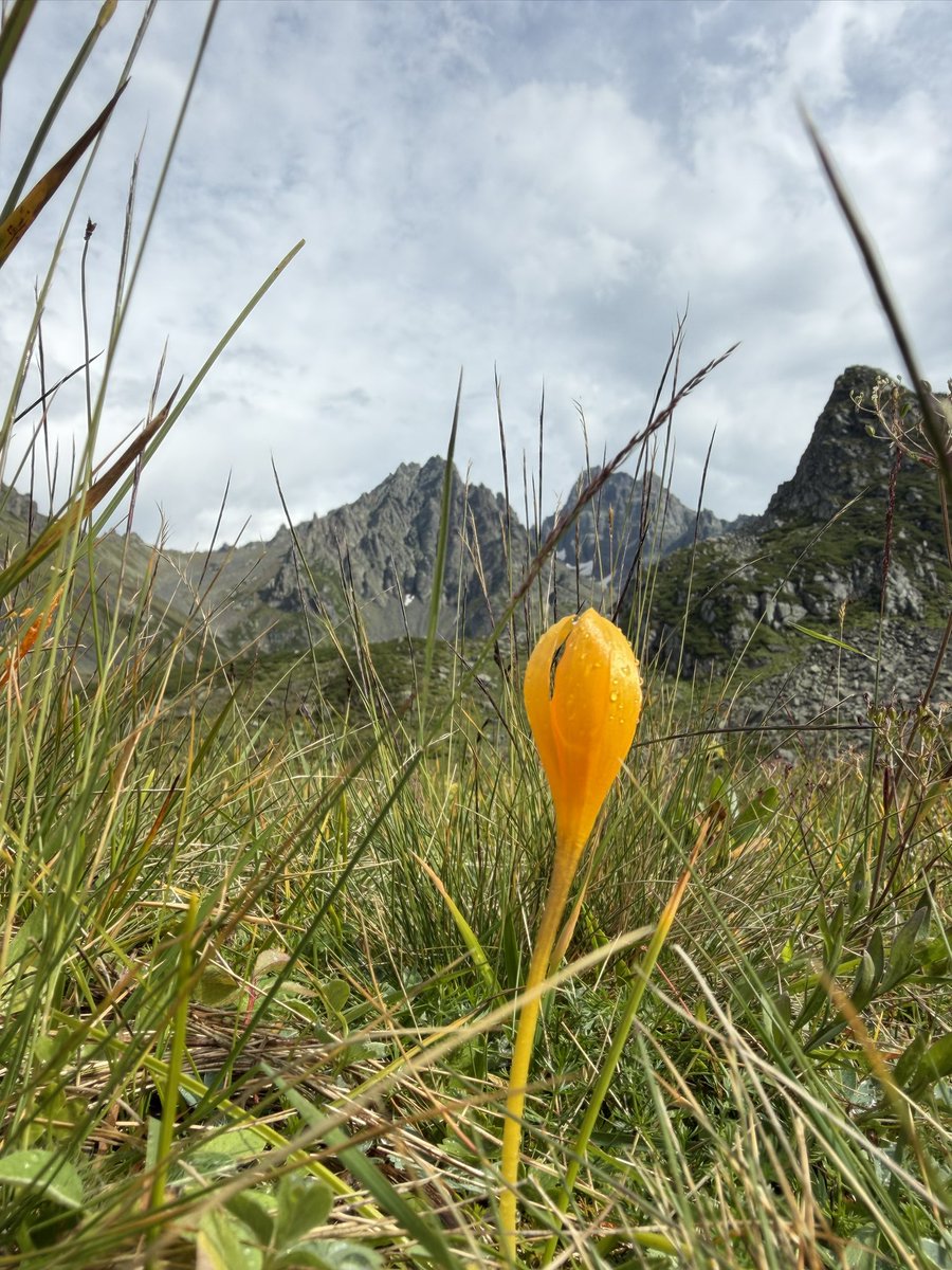 MeryemSurmen's tweet photo. Sırtlandığım dağın ihtişamı bana ağır gelmiyor;çünkü taşıdığım yükün adı, samimiyet ve inanç.🙂

📍Rize Çamlıhemşin / Avusor Gölü
⛰️Rakım 2700

.
.
.
.
.

#rize #çamlıhemşim #avusor #karadeniz #doğa https://t.co/AMdnYgKUFG