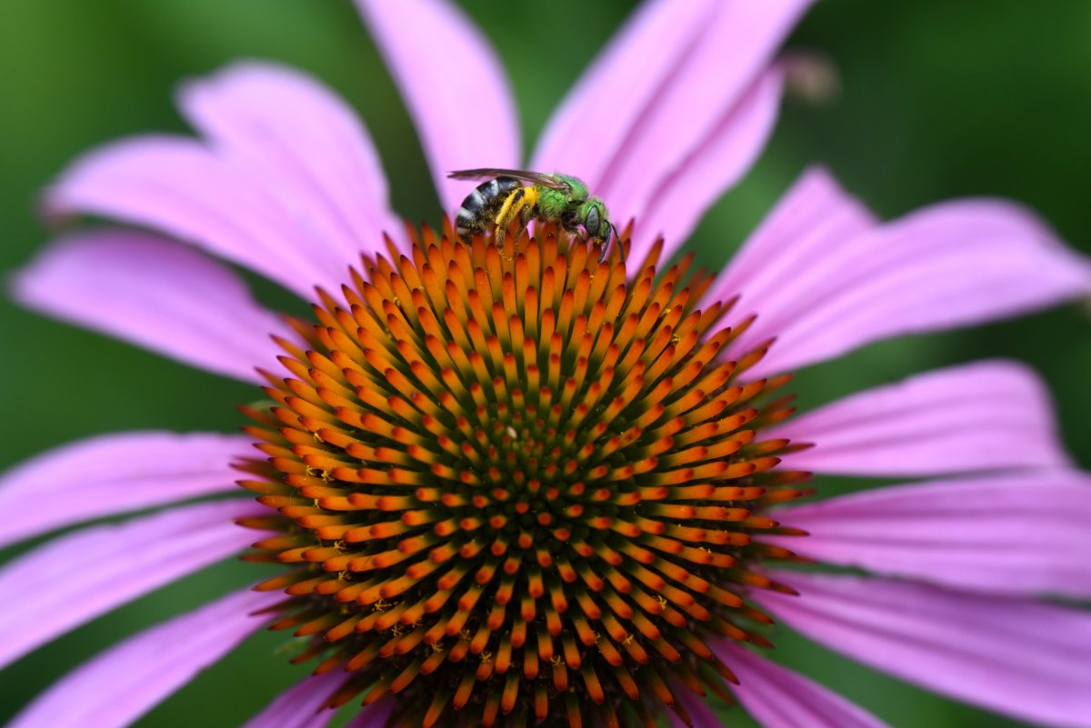 dougoster1's tweet photo. Perennials and pollinators go hand in hand. If we help the pollinators they'll help are gardens in many ways.
My latest from @PghEarthDay explains what to grow, how to make plants thrive and create a habitat for the good bugs.
https://t.co/9l4EmLZHRr https://t.co/e47Bco4U20