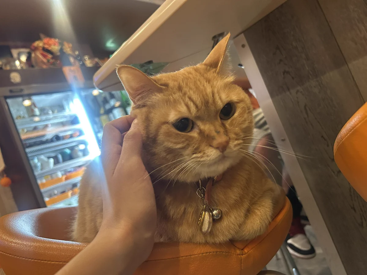 猫吸 速水 on X: 