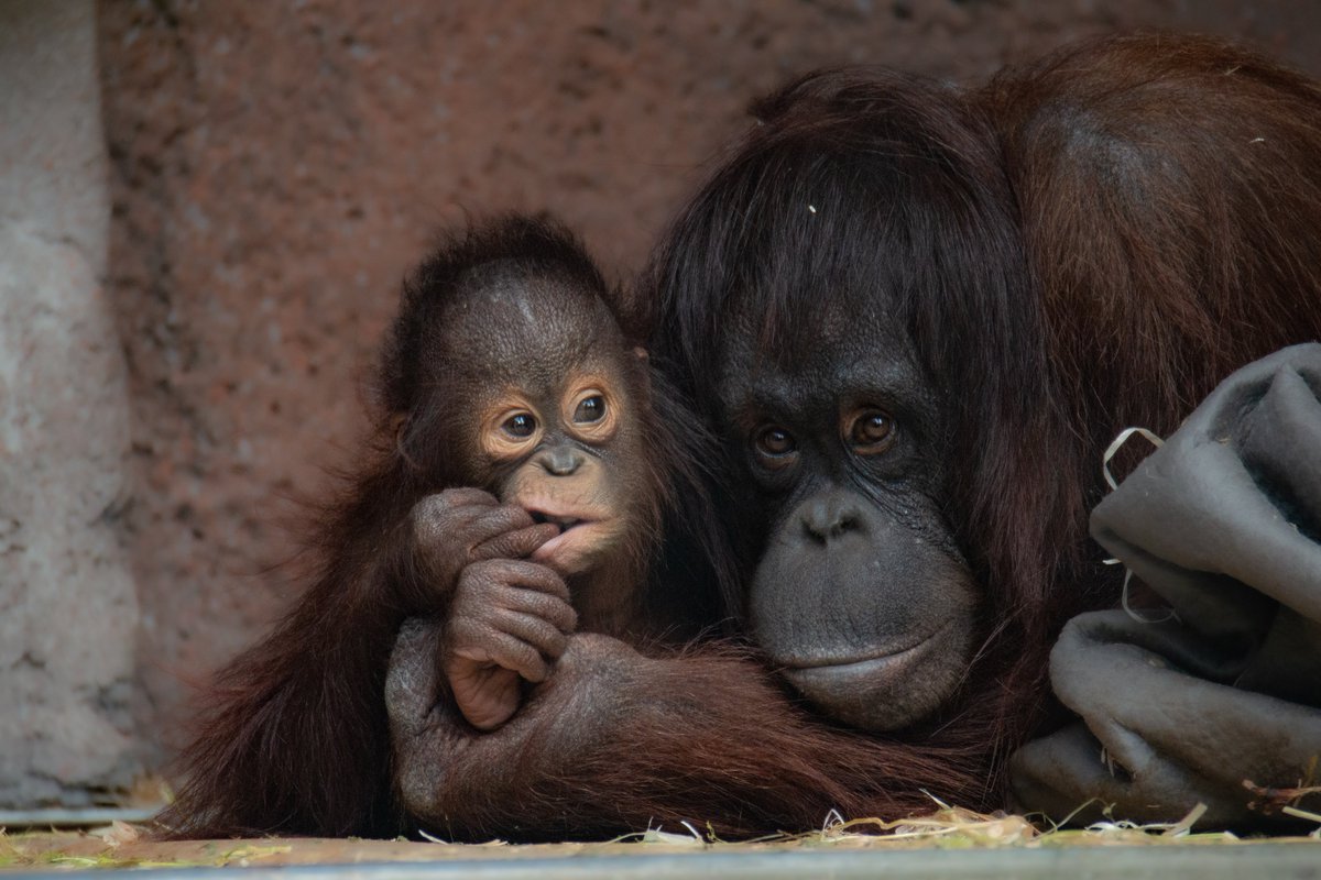 chimplyfred's tweet photo. Pretty mom and pretty baby 

#ruti #nusa #aalborgzoo #orangutan https://t.co/KdnvAqFaaa