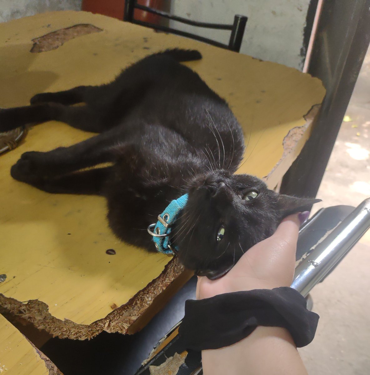 FlorMateoA's tweet photo. Un pedacito de mí alma se fue con vos mí negrito hermoso ✨❤️🧚🏼 https://t.co/9WB4LIaQVu