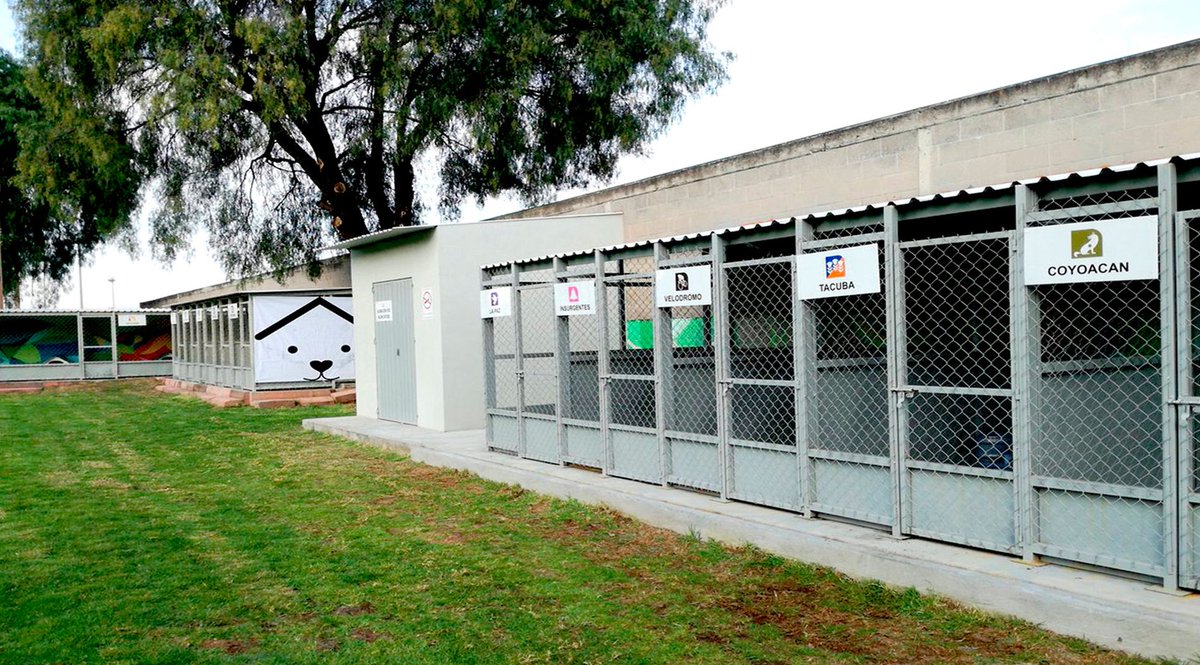 ctcdelmetro's tweet photo. Únete a la comunidad de perritos del #CTCDelMetro. 
Aquí podrás conocer:

🐾Sus historias. 📖

🐾Los requisitos de adopción. 📝

🐾La forma de realizar donaciones. 🧡

Ayuda a nuestros amigos peludos a encontrar un hogar. 🏡🐕 #AdoptaNoCompres #AUnMetroDeSuHogar #AdoptaAUnAmigo https://t.co/xjGCDtHV8p