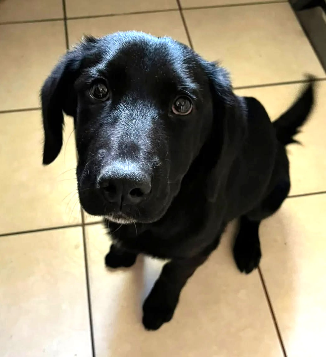 eltuitdemarsh's tweet photo. Hermosa negrita, de 4 meses, en adopción responsable. Es un amor de perrita, muy dulce y cariñosa. Si deseas darle un hogar para siempre, comunícate al +56971732470. Favor RT!
#Quillota https://t.co/fv7HqVlSSQ