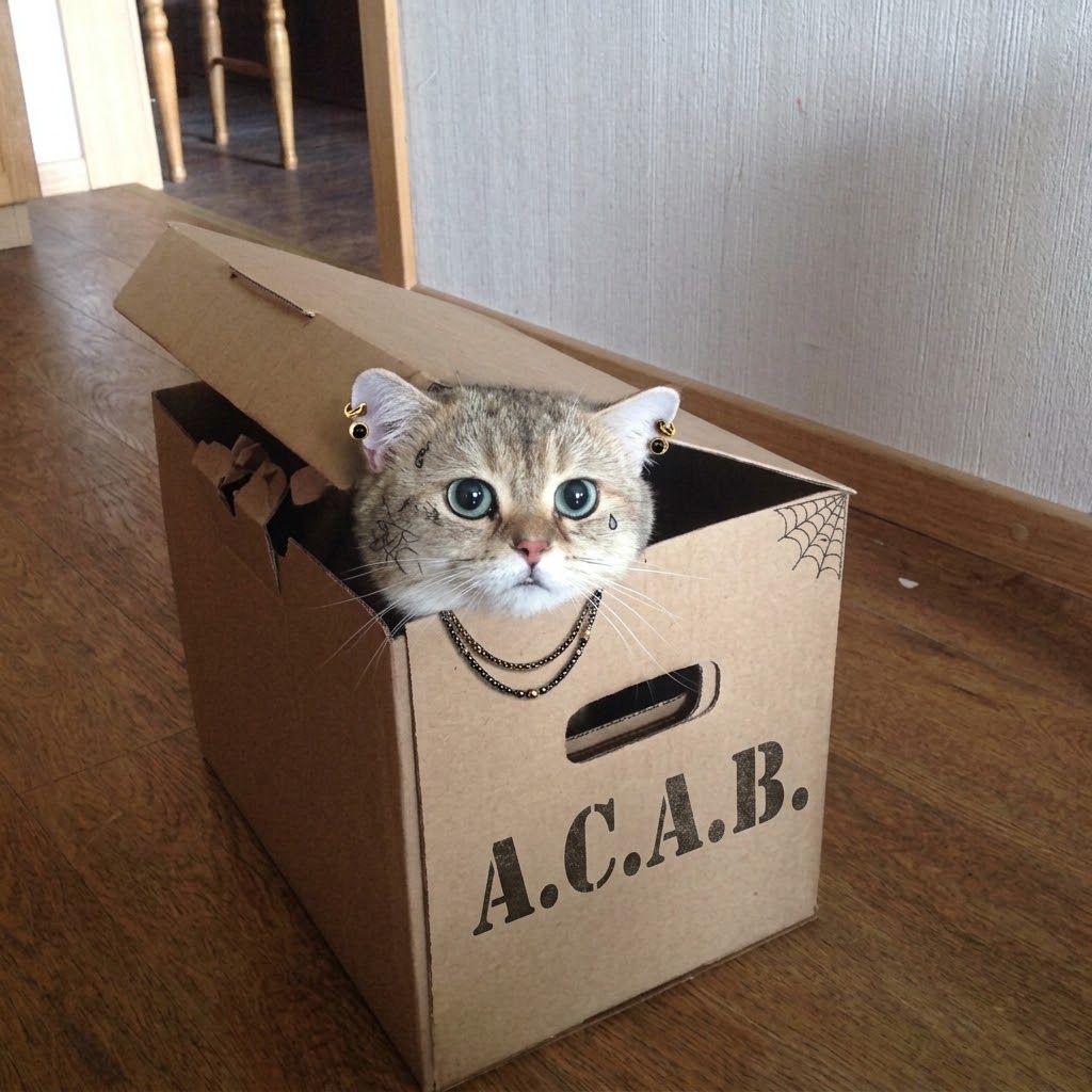 BoxedCatRH's tweet photo. A.C.A.B -> All cats are beautiful. 
Stay $BOXED
Dex has been updated. 
https://t.co/oClBt5CEoR https://t.co/34fLxgMgee