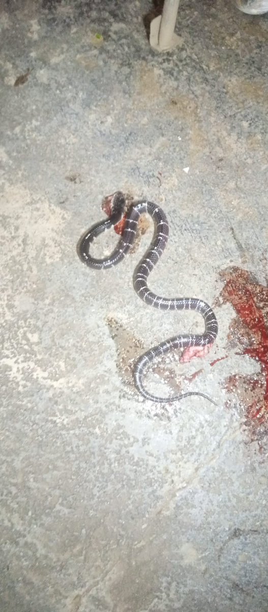 cryptowithUsama's tweet photo. Can someone identity the specie. 

Is it venomous or not. https://t.co/cwz23Oiejo