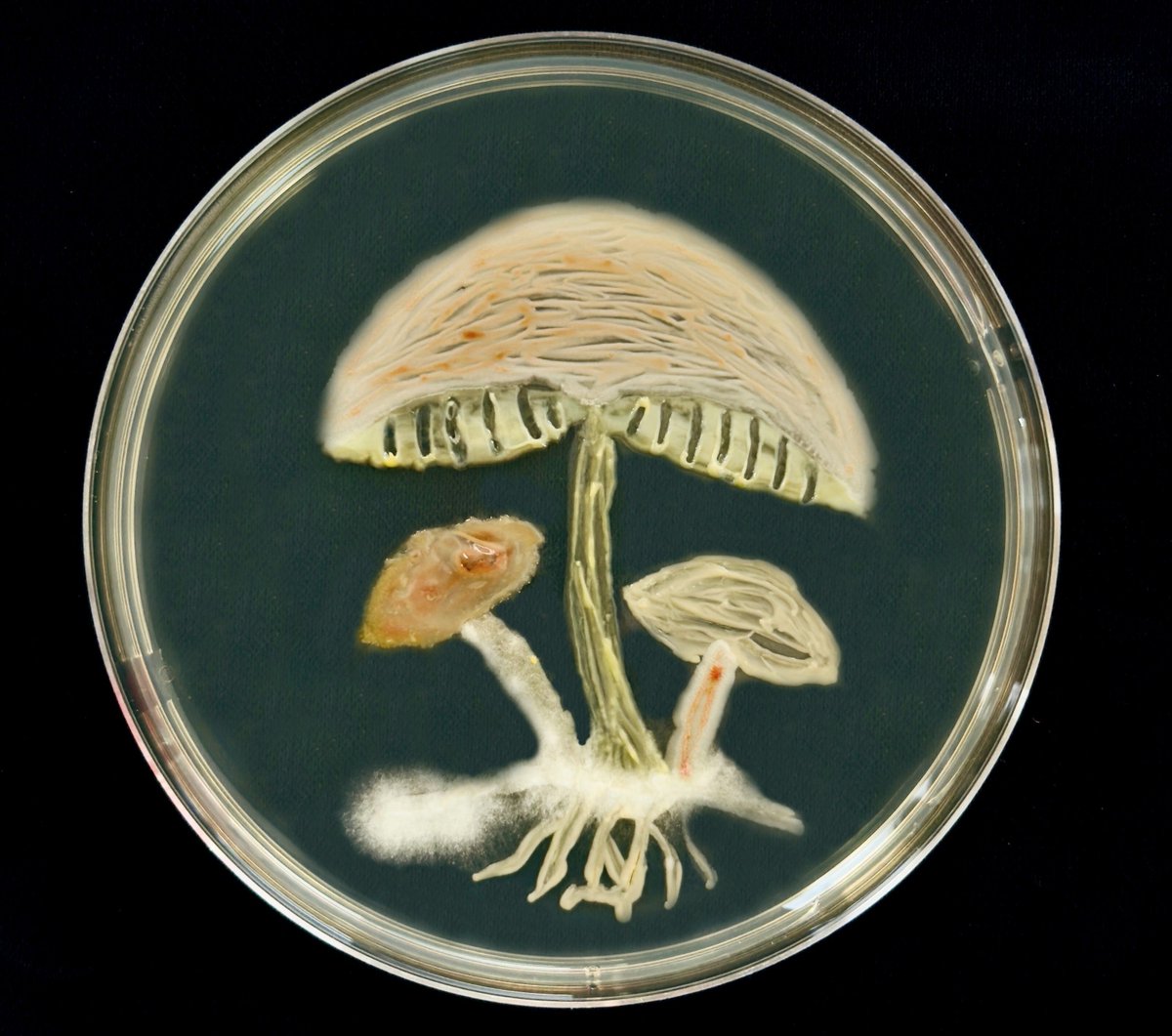 IntMicroDay tweet picture