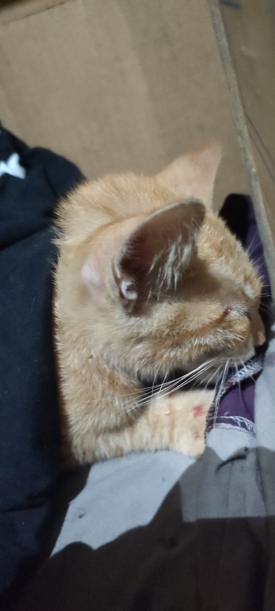 Cyg_27's tweet photo. BANTU RT 🚨 Kucing stray langganan ketabrak/kegeleng di Bogor Selatan. Mulut ngeluarin darah. Posisi malam ini ga ada biaya &amp; kendaraan ke vet 24 jam. Kucing lemes bgt. Adakah rescuer/cat lovers Bogor yang bisa bantu pegang kasus ini atau open donasi darurat? Tolong banget 😭🙏 https://t.co/ASyWJ72tWU