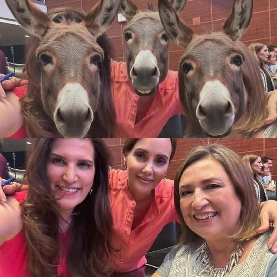 Fernand21027836's tweet photo. @LillyTellez @hdemauleon Lo que une a las Paniaguadas,  su alto grado de estupidez en modo superlativo https://t.co/4MIyFzyMTh
